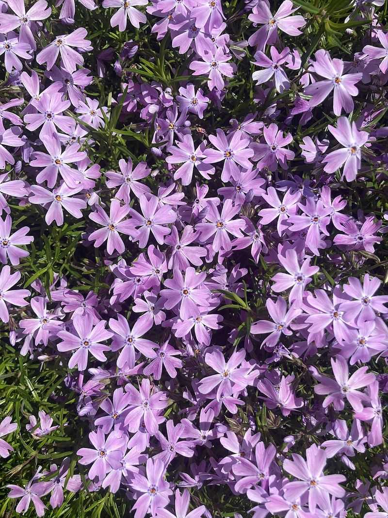 Creeping Phlox
