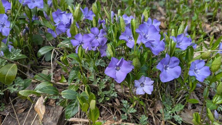 12 Colorful Ground Cover Pennsylvania Gardeners Use Instead Of Mulch