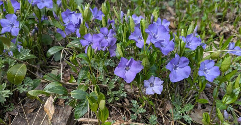 12 Colorful Ground Cover Pennsylvania Gardeners Use Instead Of Mulch