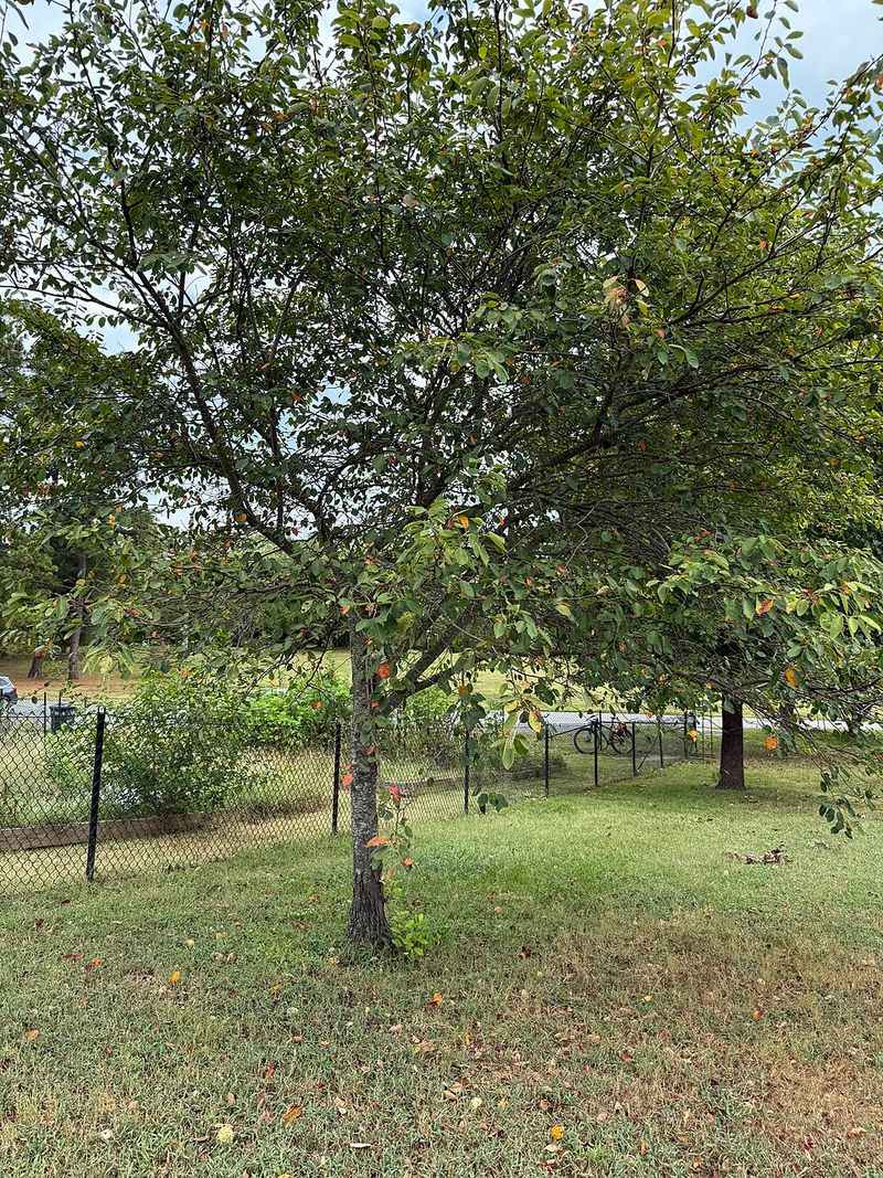 Allegheny Serviceberry
