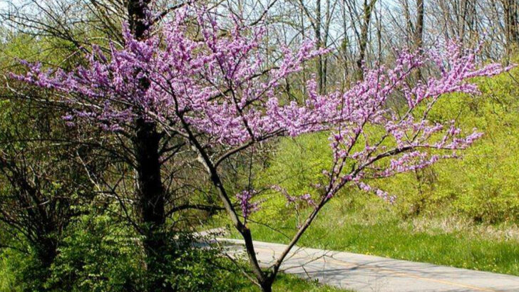 12 Compact Native Trees Perfect For Western North Carolina Mountain Yards