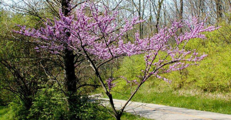 12 Compact Native Trees Perfect For Western North Carolina Mountain Yards