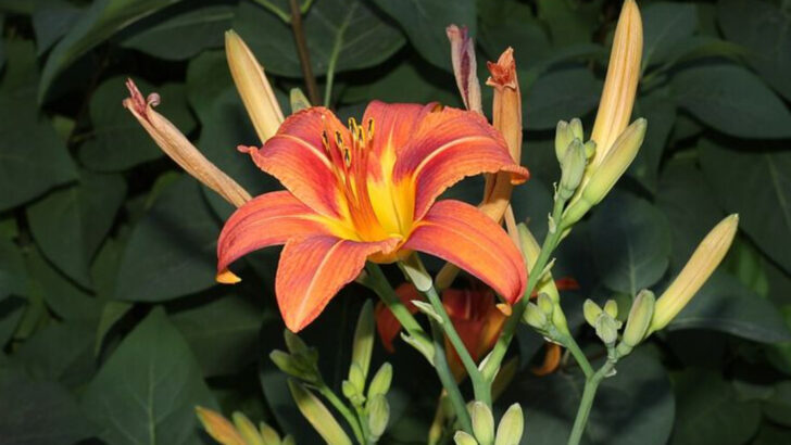 12 Easy Perennials Beginners Should Start With In North Carolina