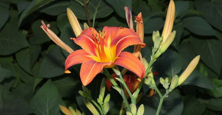 12 Easy Perennials Beginners Should Start With In North Carolina