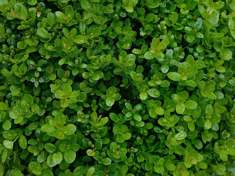 Boxwood