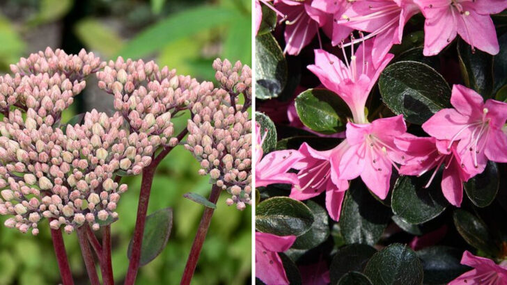 12 Easy Plants That Make Small Ohio Yards Feel More Lush