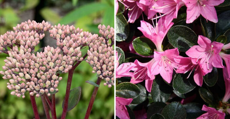 12 Easy Plants That Make Small Ohio Yards Feel More Lush