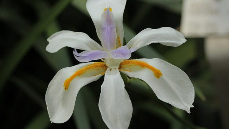 12 Florida Perennials That Stay Beautiful Even During Long Dry Spells