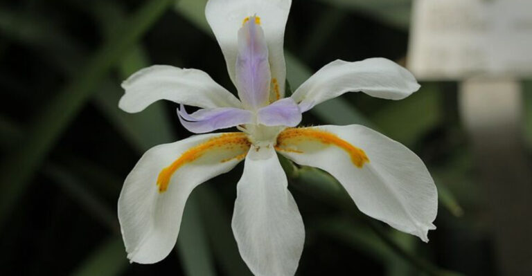12 Florida Perennials That Stay Beautiful Even During Long Dry Spells