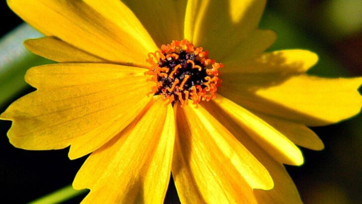 12 Florida Wildflowers That Grow Beautifully In Sandy Yards