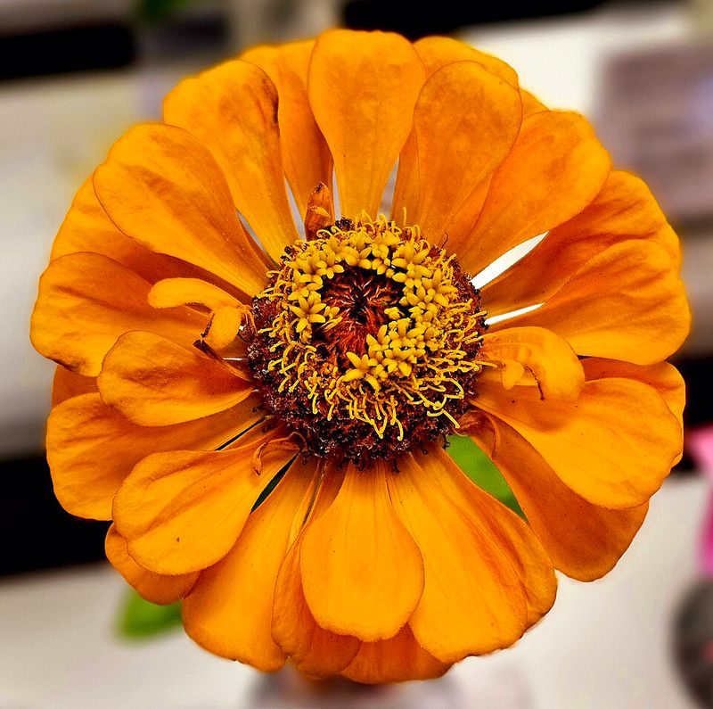 Zinnia