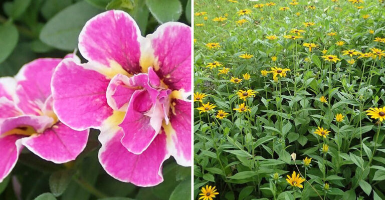 12 Long-Blooming Flowers That Keep North Carolina Gardens Looking Fresh Until Fall
