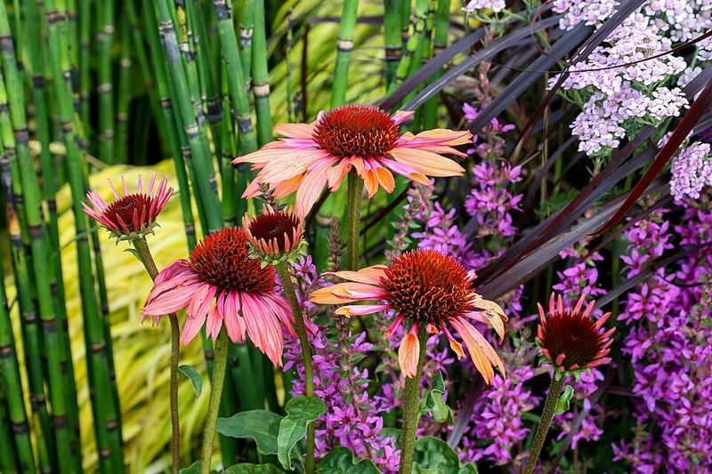 Purple Coneflower
