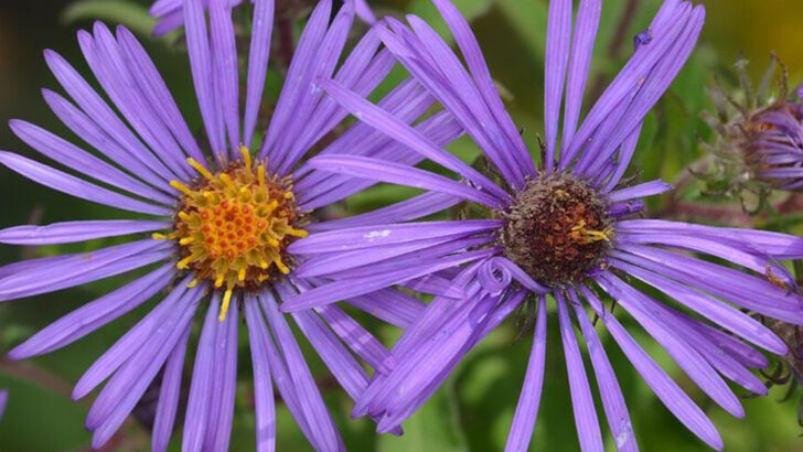12 Native North Carolina Flowers That Thrive With Almost No Attention