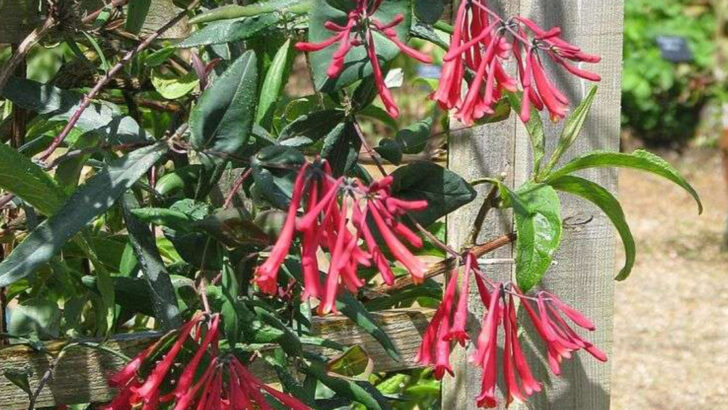 12 Native Plants That Make Georgia Gardens Easier To Maintain