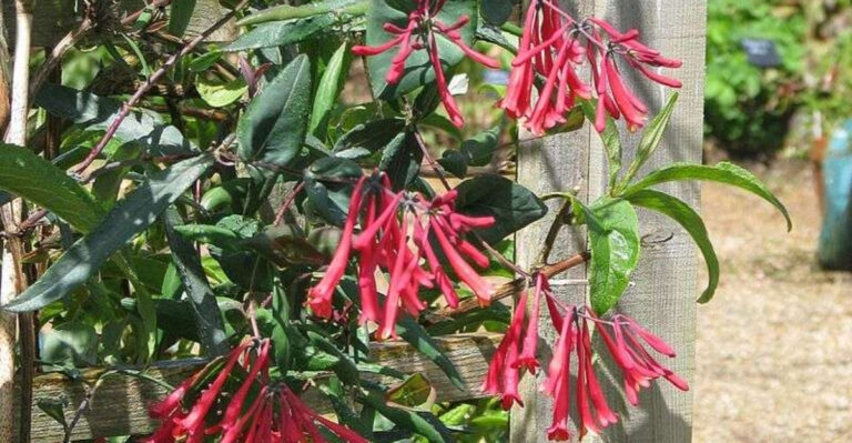 12 Native Plants That Make Georgia Gardens Easier To Maintain