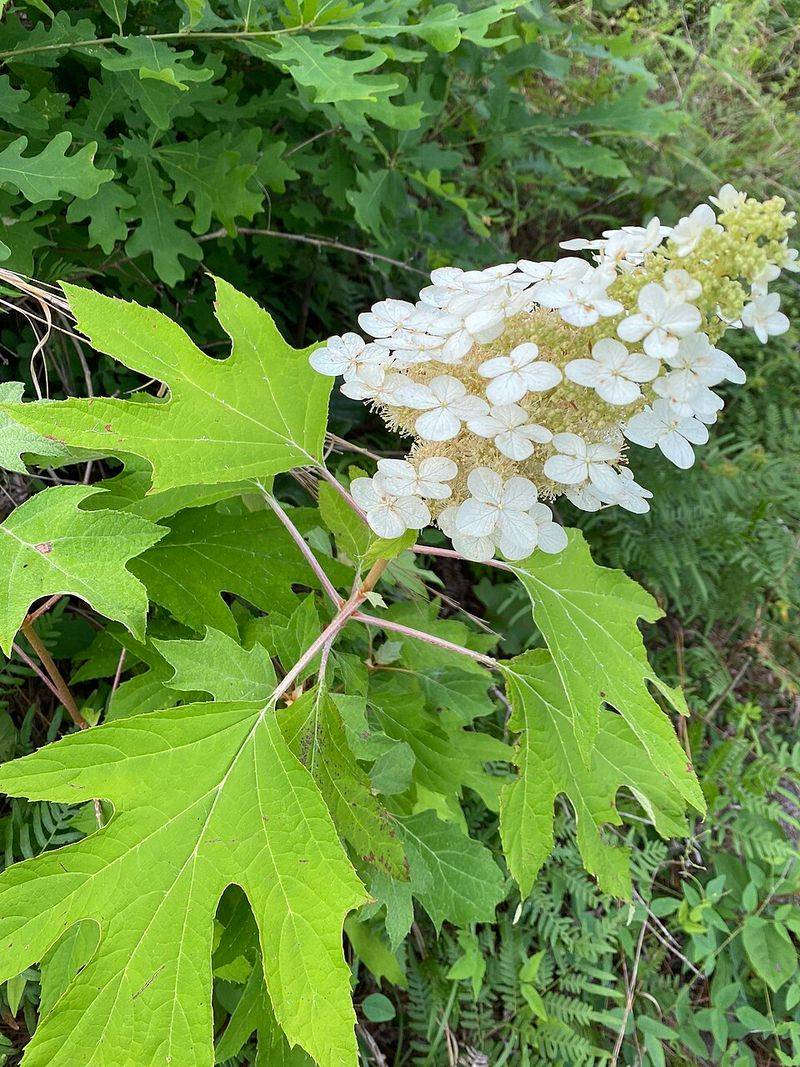 Oakleaf Hydrangea