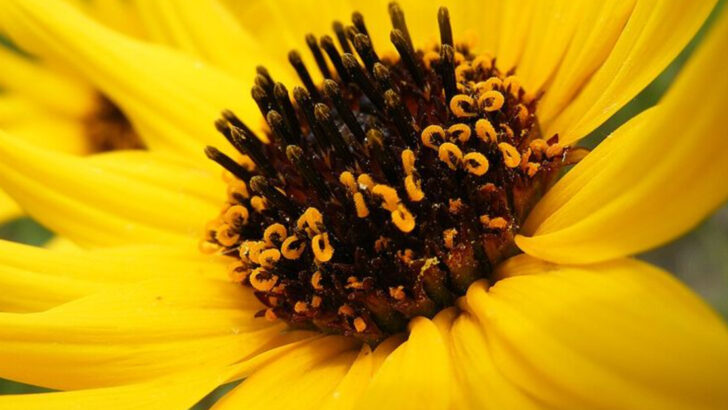 12 North Carolina Garden Plants That Stay Healthy Through Humid Summers