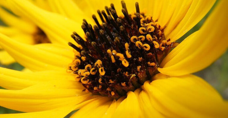 12 North Carolina Garden Plants That Stay Healthy Through Humid Summers