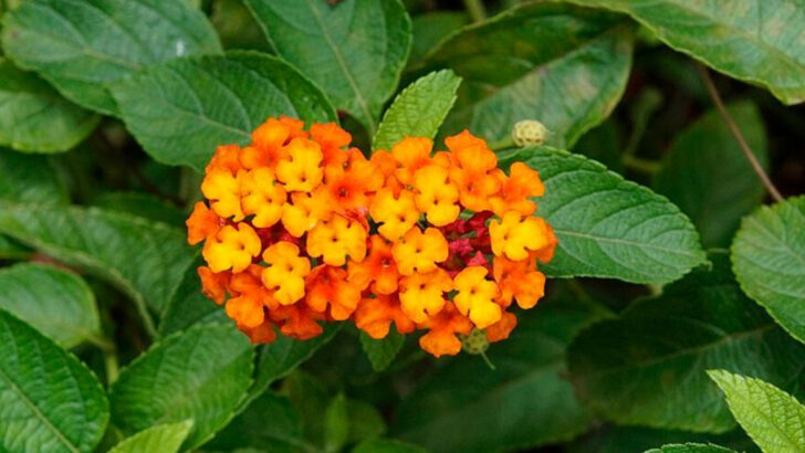 12 Pennsylvania Garden Plants That Look Better As Temperatures Rise
