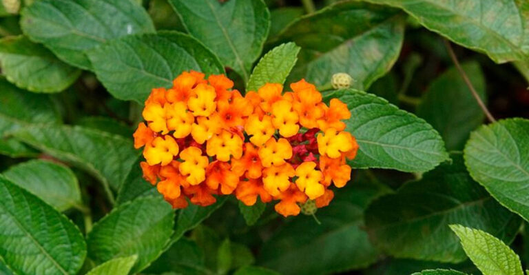 12 Pennsylvania Garden Plants That Look Better As Temperatures Rise