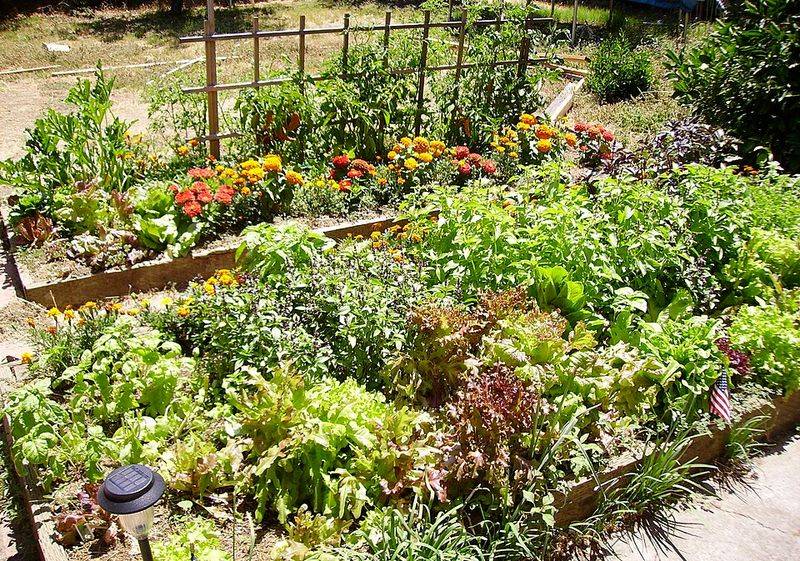 Using shallow raised beds