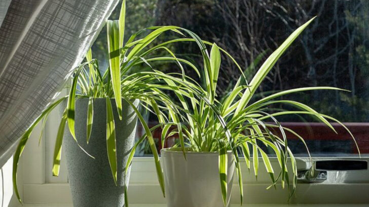 12 Simple Changes That Make Spider Plants Grow Thick And Healthy In California
