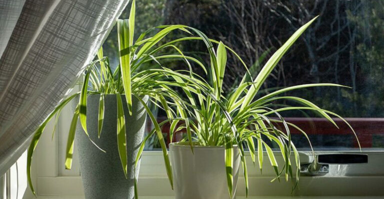 12 Simple Changes That Make Spider Plants Grow Thick And Healthy In California