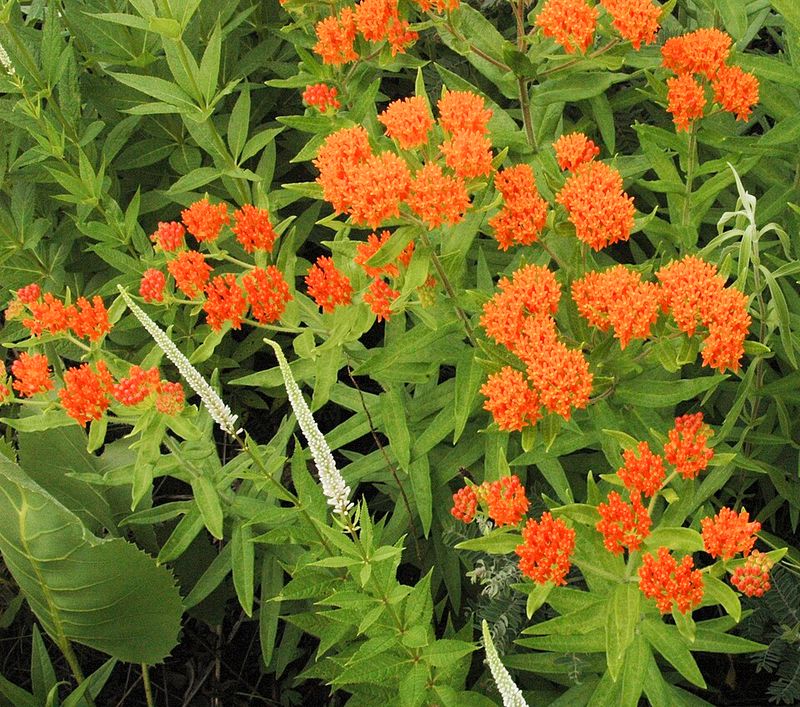 Butterfly Weed
