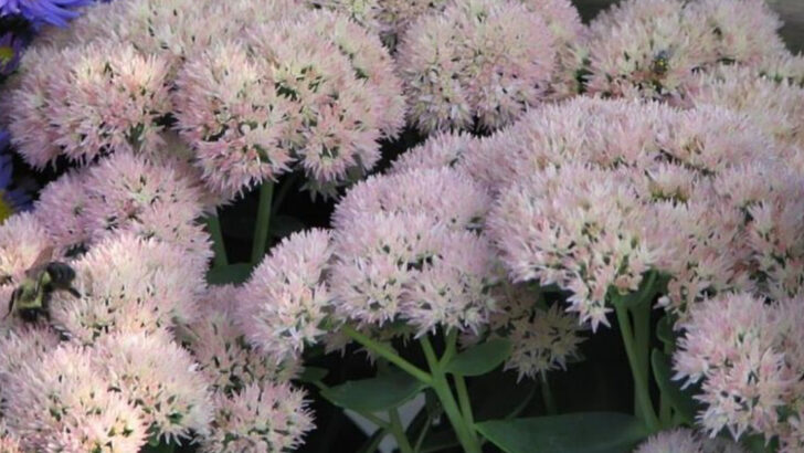13 Massachusetts Garden Plants That Rarely Need Extra Water In Summer