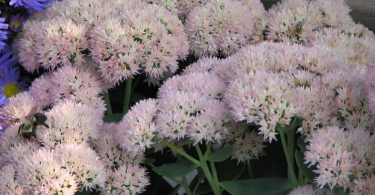 13 Massachusetts Garden Plants That Rarely Need Extra Water In Summer