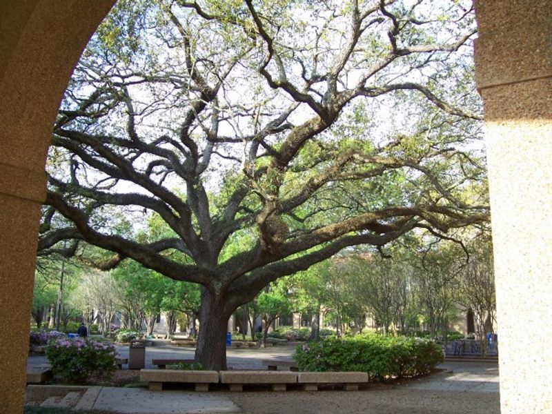 Live Oak