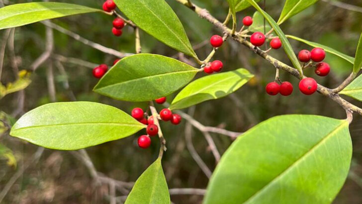 13 Native Florida Trees That Add Instant Curb Appeal Without Extra Work