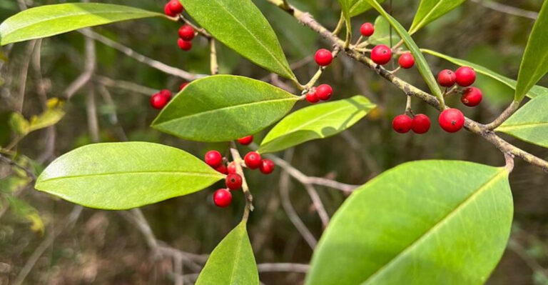 13 Native Florida Trees That Add Instant Curb Appeal Without Extra Work