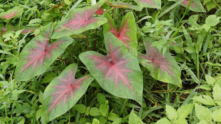 13 Shade Plants That Thrive In Humid North Carolina Summers