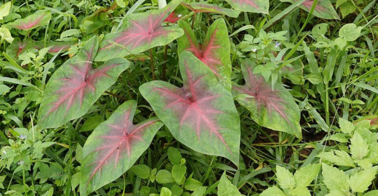 13 Shade Plants That Thrive In Humid North Carolina Summers