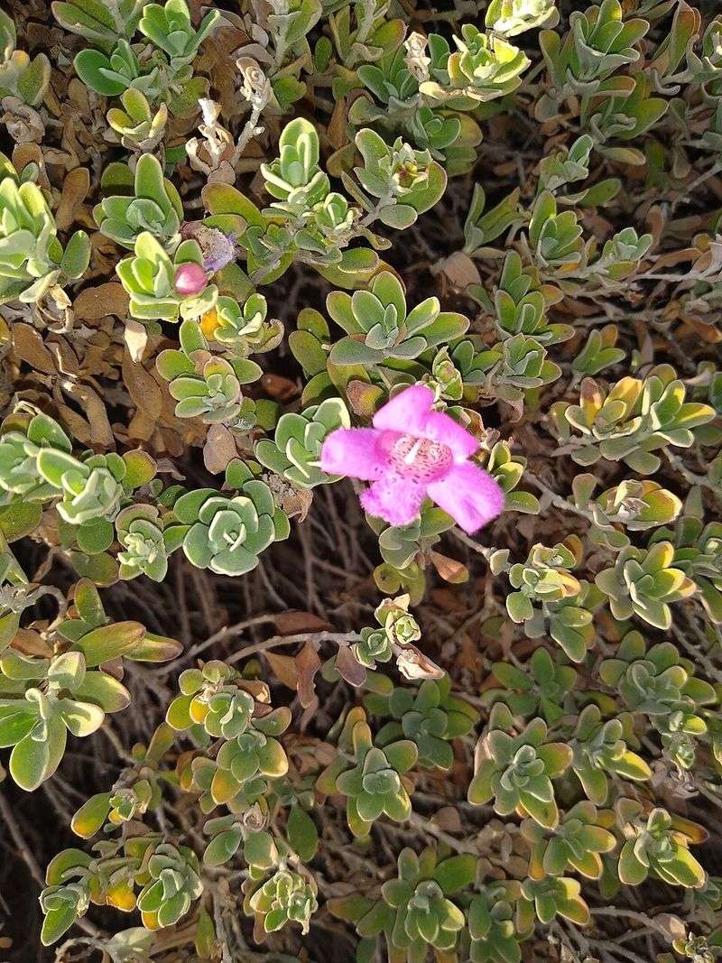 Texas Sage