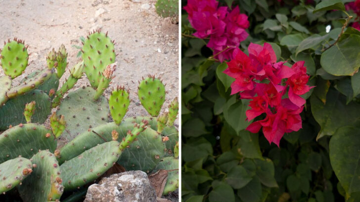14 Heat-Loving Plants That Thrive In Dry Texas Yards With Almost No Effort