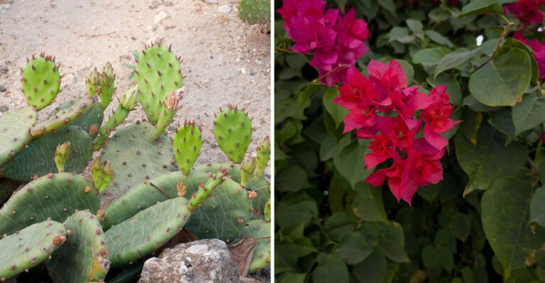 14 Heat-Loving Plants That Thrive In Dry Texas Yards With Almost No Effort