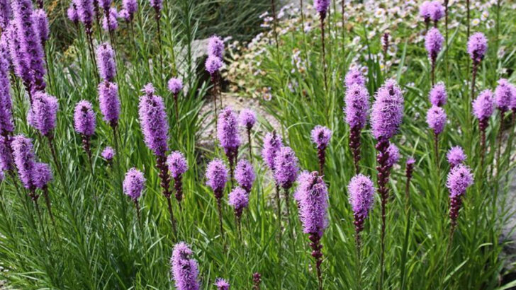 15 Beautiful Perennials Ohio Gardeners Regret Not Planting Sooner