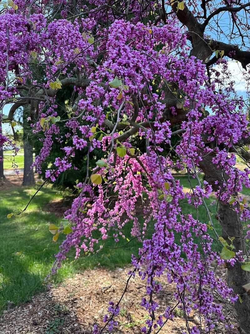 Texas Redbud