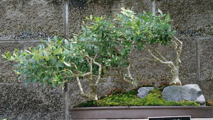 15 Compact Shade Trees That Are Perfect For Small Texas Backyards