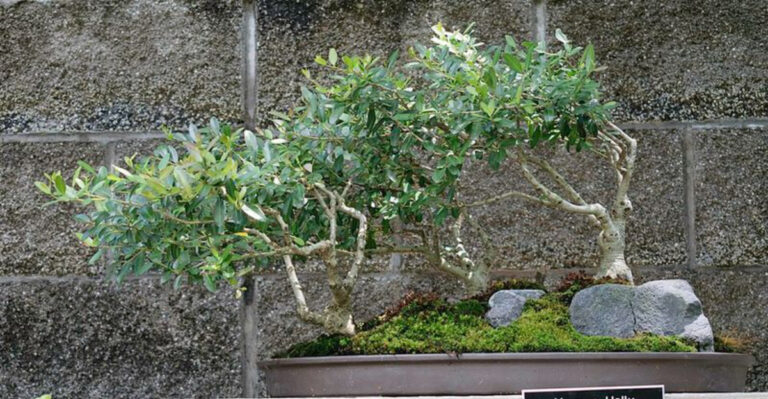 15 Compact Shade Trees That Are Perfect For Small Texas Backyards