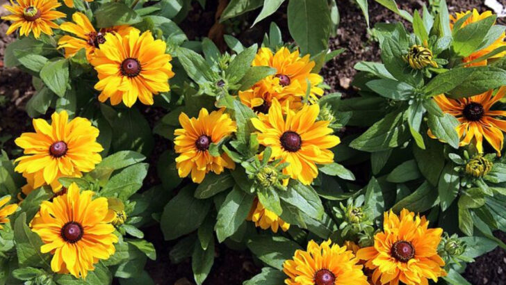 15 Low-Maintenance Flowers That Bloom All Summer In North Carolina