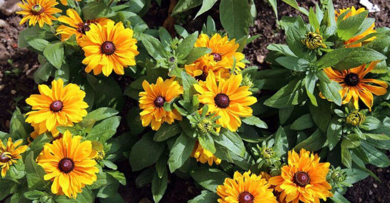 15 Low-Maintenance Flowers That Bloom All Summer In North Carolina