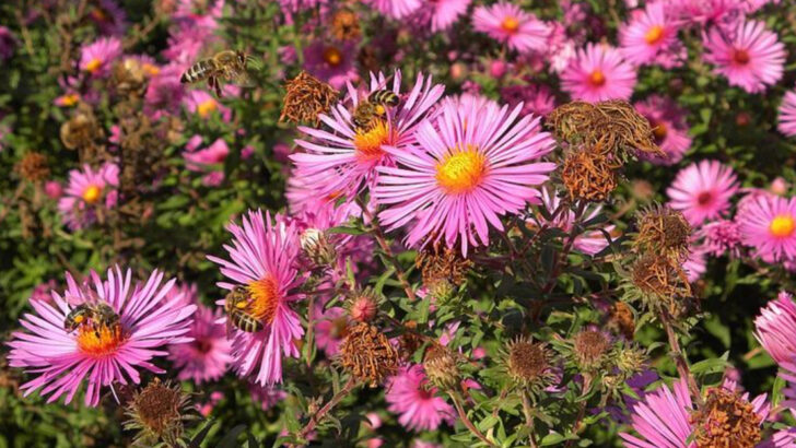 15 Perennials That Bring Reliable Color To Pennsylvania Gardens Year After Year
