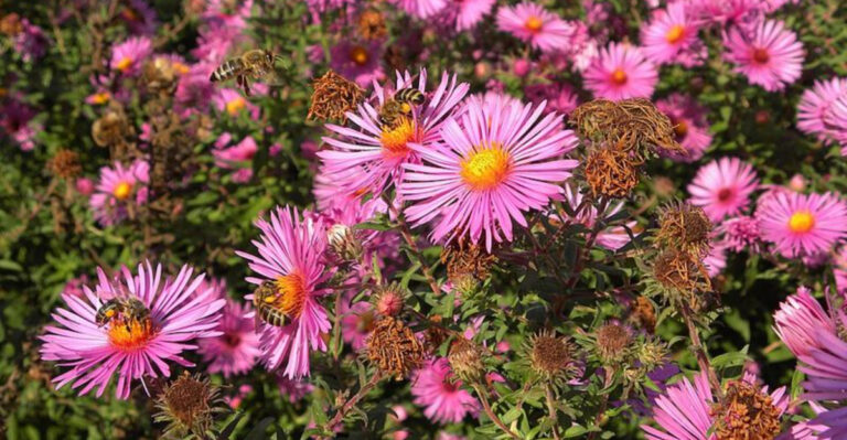 15 Perennials That Bring Reliable Color To Pennsylvania Gardens Year After Year