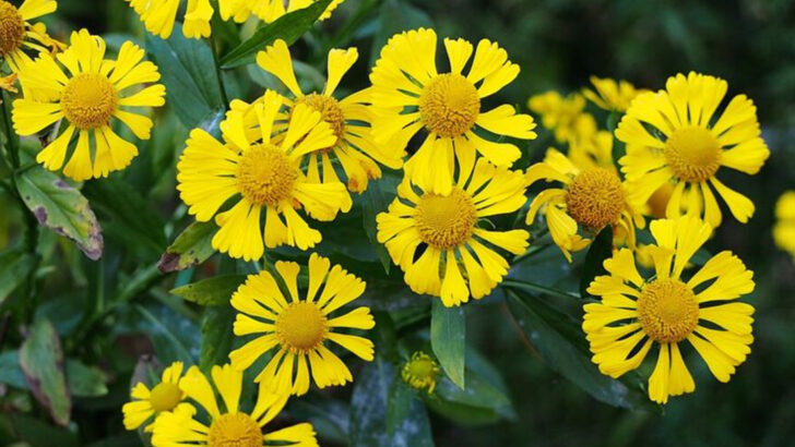 21 Easy-Care Perennials With The Longest Bloom Season In Michigan