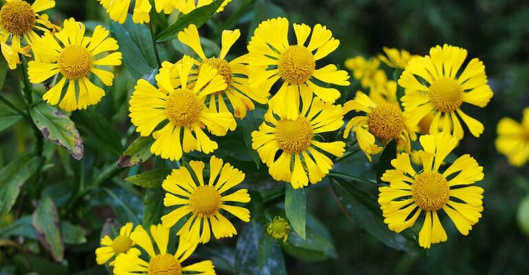 21 Easy-Care Perennials With The Longest Bloom Season In Michigan