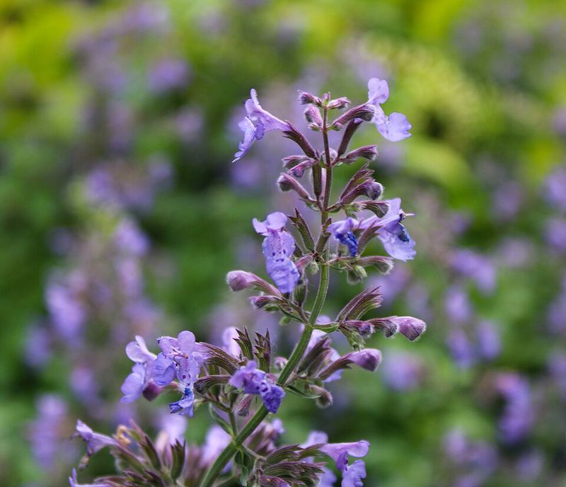 Catmint